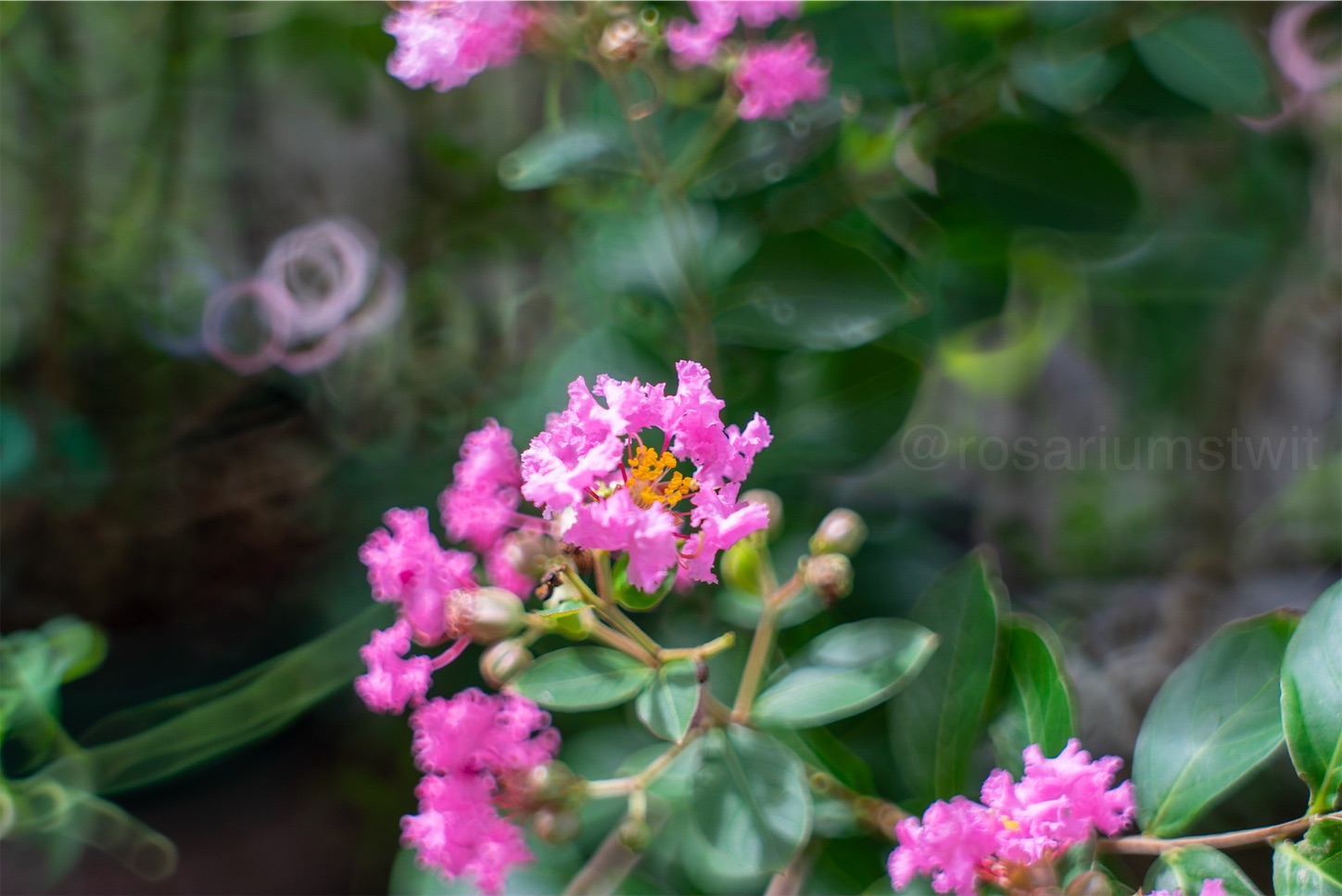 f:id:rosariums:20200213083526j:image