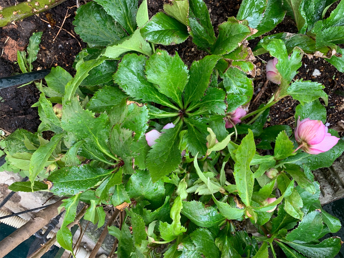 f:id:rosariums:20200228141128j:image