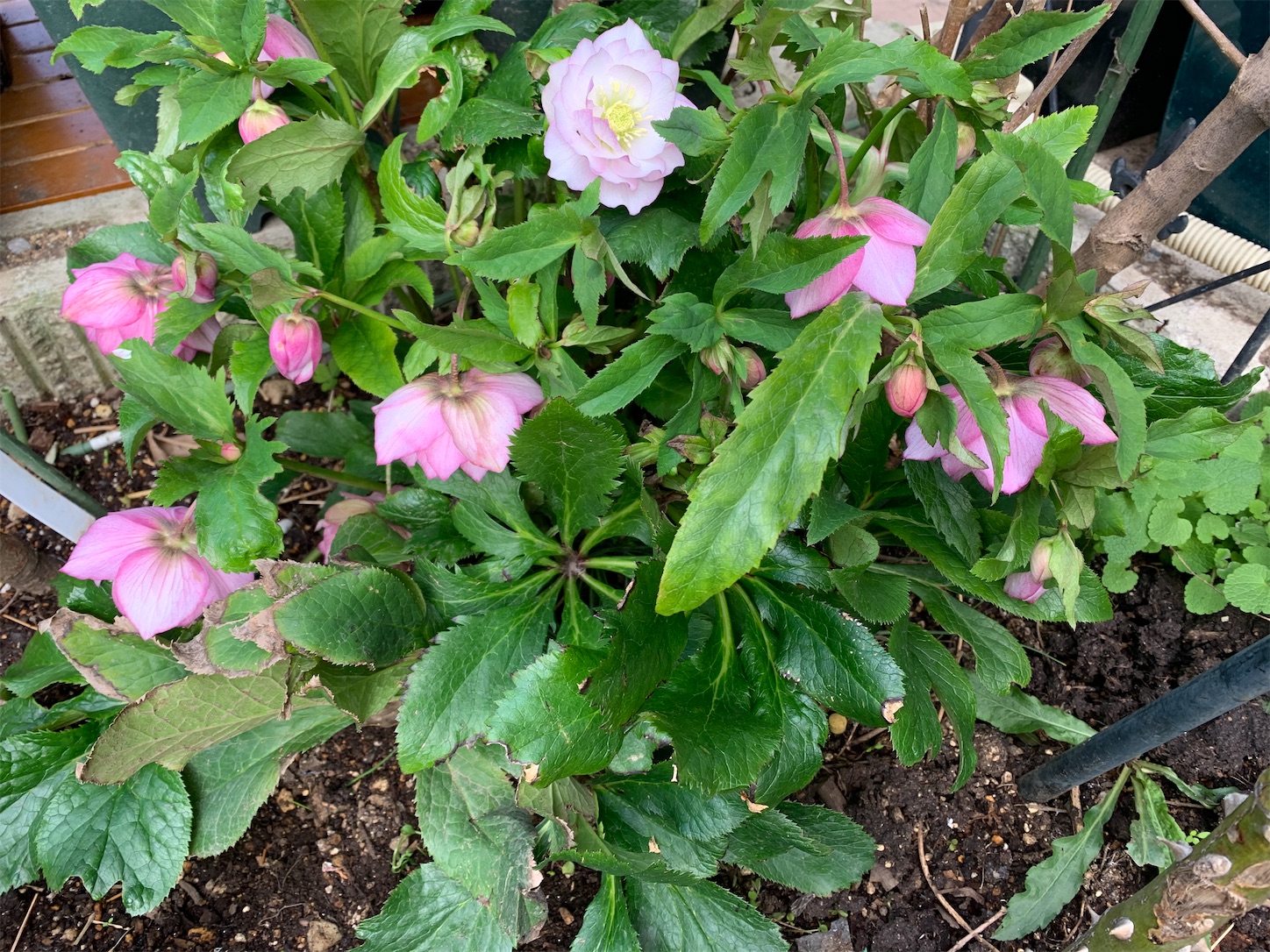 f:id:rosariums:20200228141142j:image