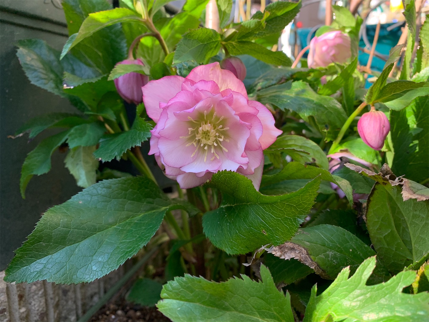 f:id:rosariums:20200228141153j:image