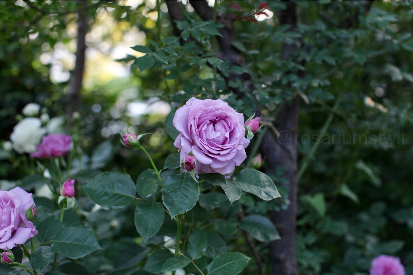f:id:rosariums:20200314084935j:image