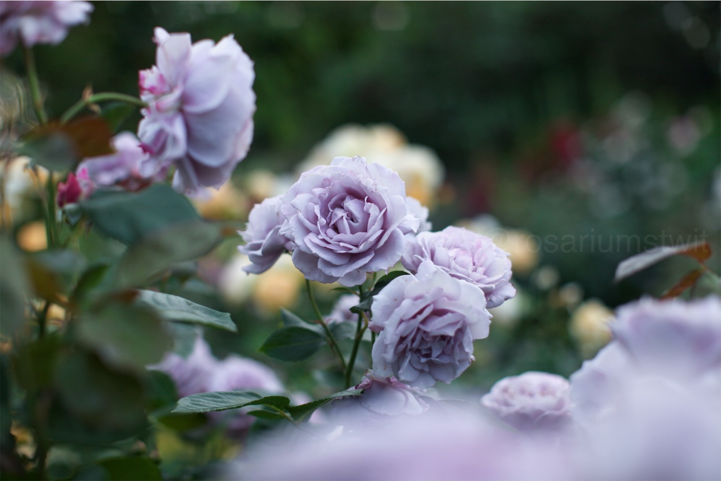 f:id:rosariums:20200314085024j:image
