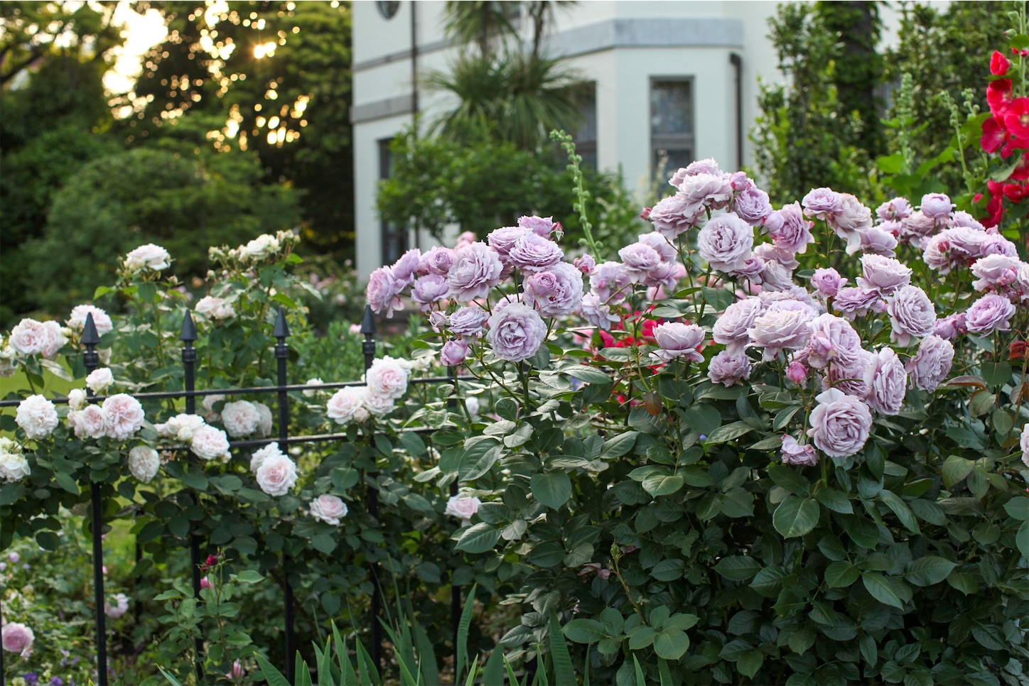 f:id:rosariums:20200314085132j:image