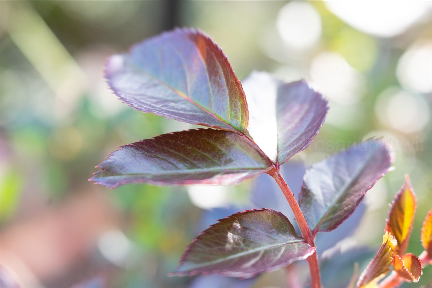 f:id:rosariums:20200314093224j:image