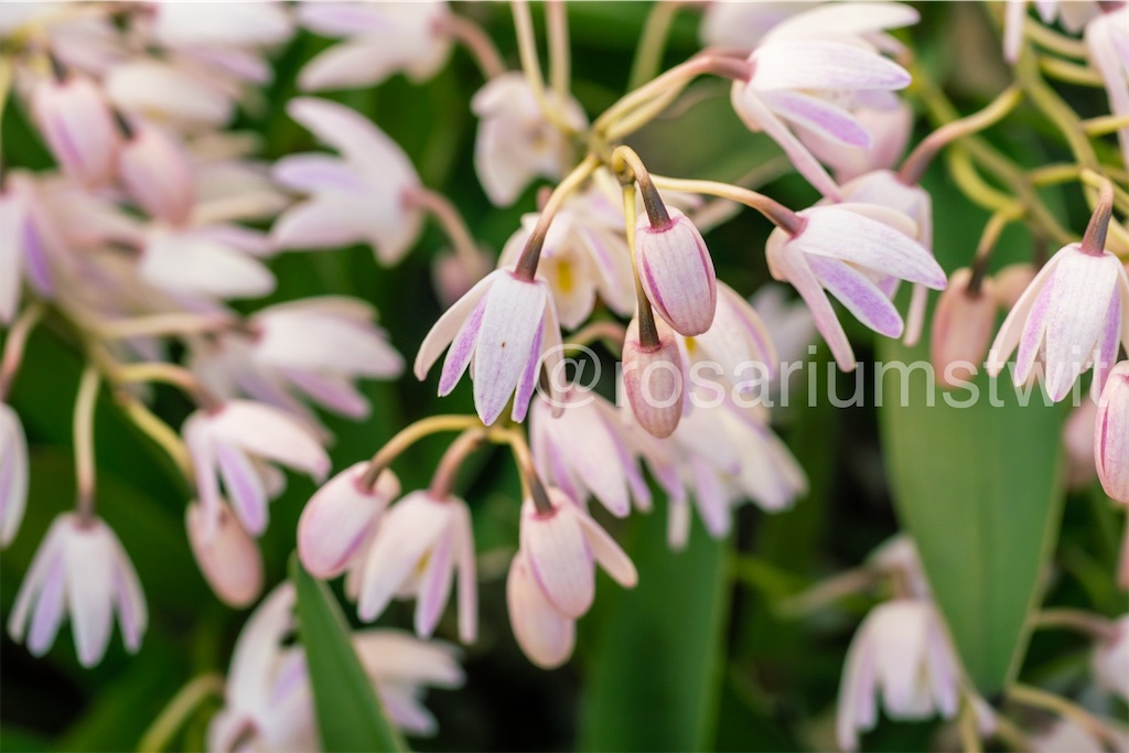 小さい蘭の花 セッコク セッコクラン Funwari Fuwarose お花の写真