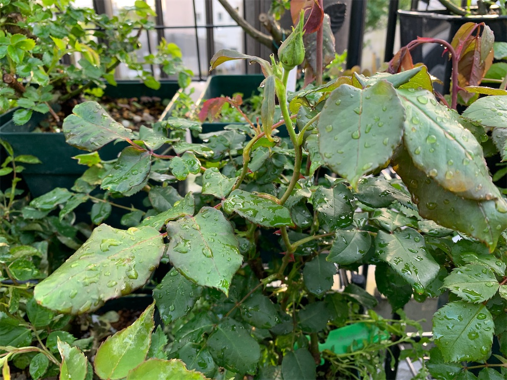 f:id:rosariums:20200419170416j:image