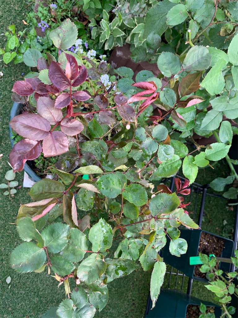 f:id:rosariums:20200419171024j:image