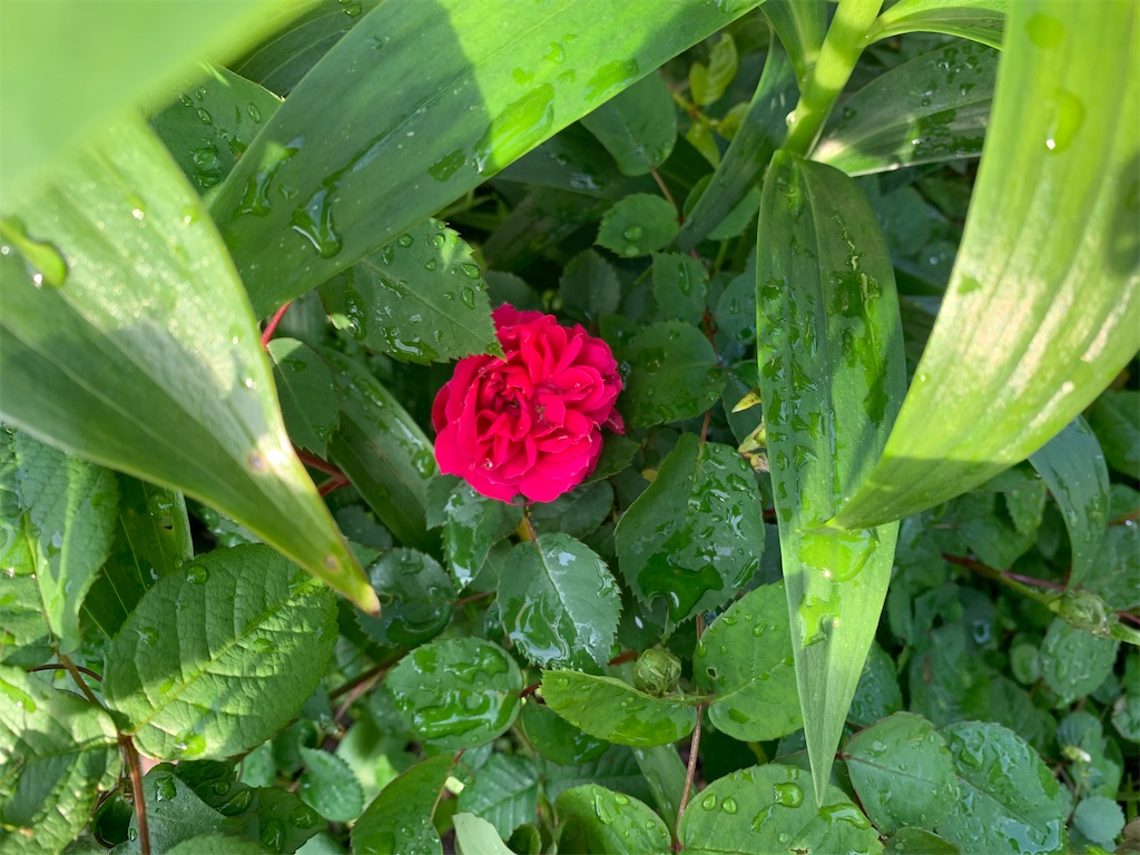 f:id:rosariums:20200419171259j:image