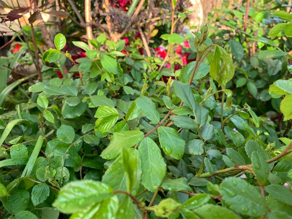 f:id:rosariums:20200419171450j:image