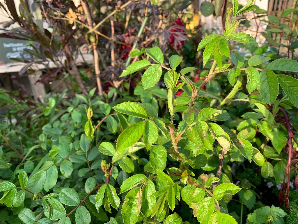 f:id:rosariums:20200419172001j:image