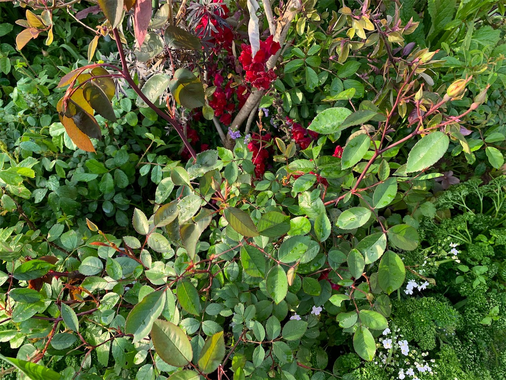 f:id:rosariums:20200419172047j:image