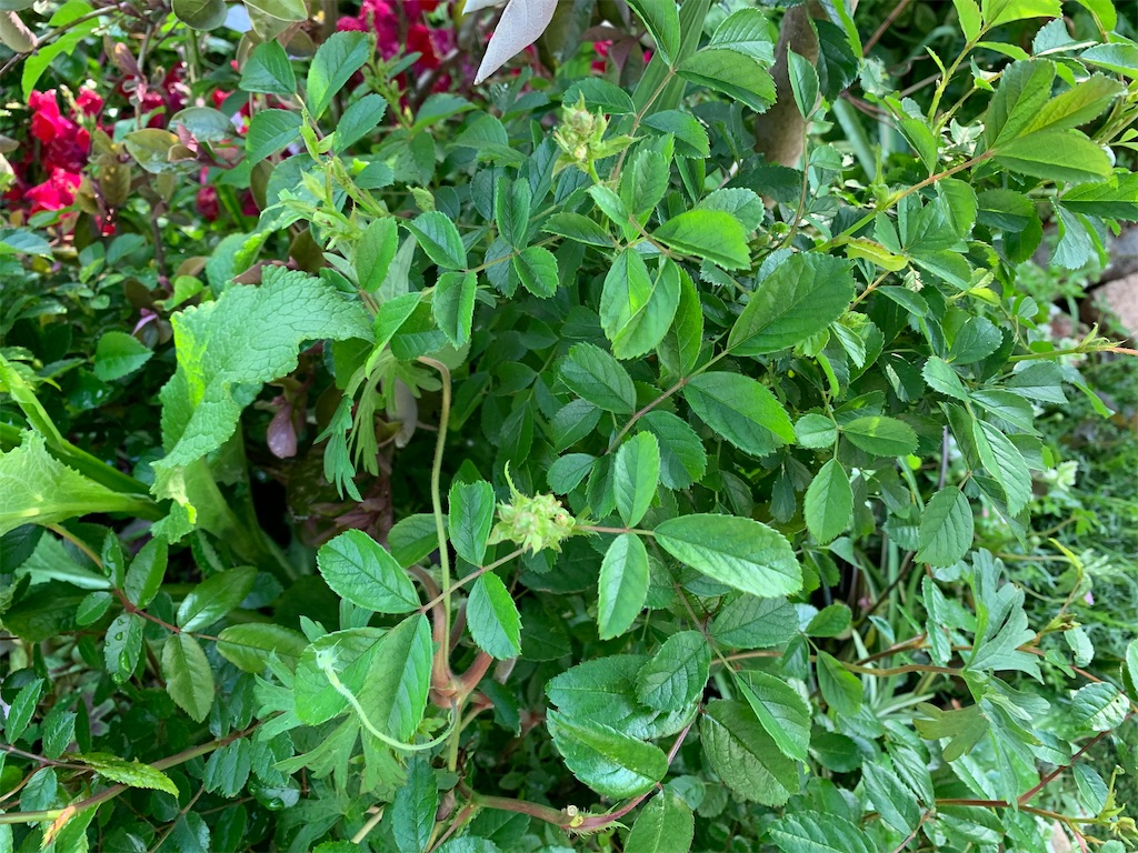 f:id:rosariums:20200419172119j:image
