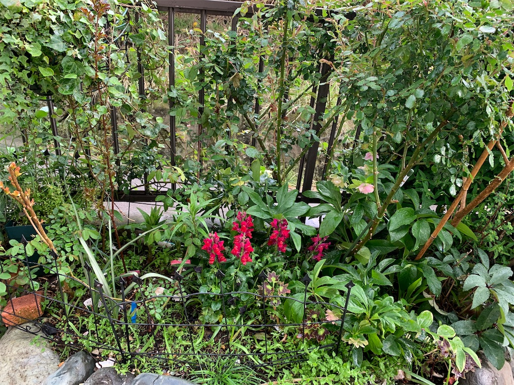 f:id:rosariums:20200419172306j:image