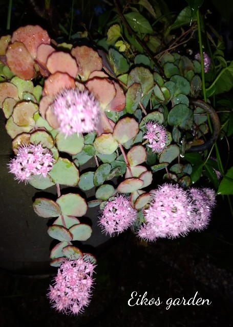 f:id:rose-eiko:20211103203741j:image