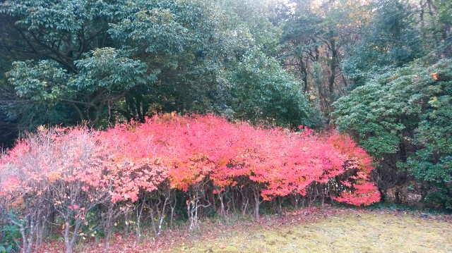 f:id:rose-eiko:20211122102735j:image
