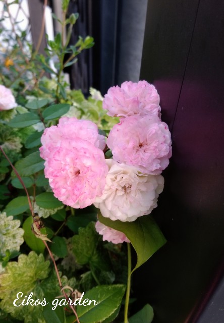 f:id:rose-eiko:20211129200316j:image f:id:rose-eiko:20211129200316j:image