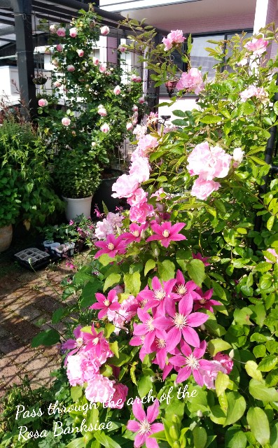 f:id:rose-eiko:20230518215020j:image