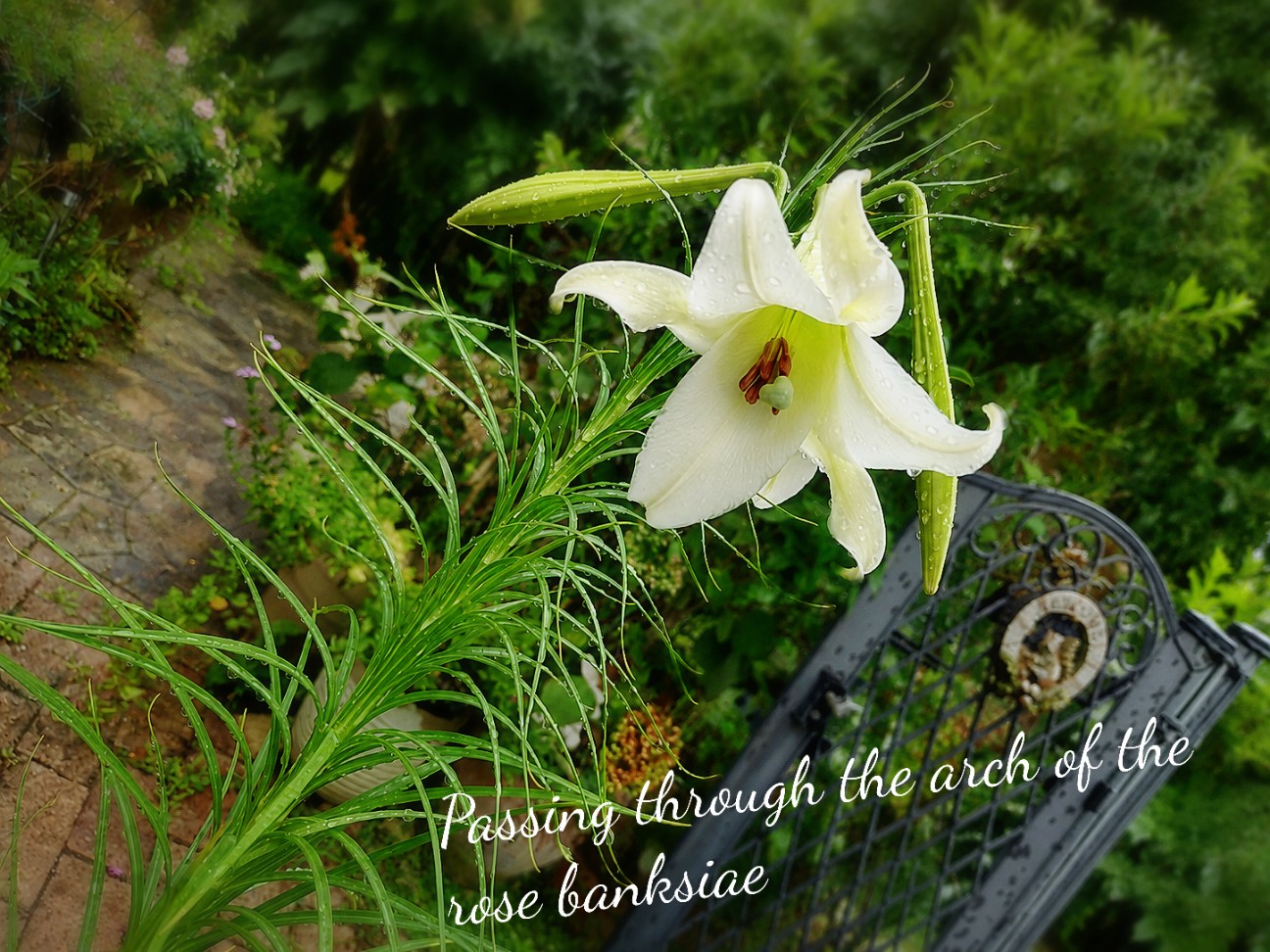 f:id:rose-eiko:20260815121020j:image f:id:rose-eiko:20260815121020j:image
