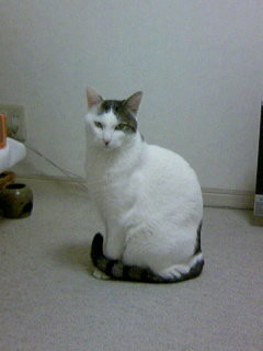f:id:rose-pansy-tulip:20090310234856j:image