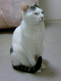 f:id:rose-pansy-tulip:20090410093238j:image