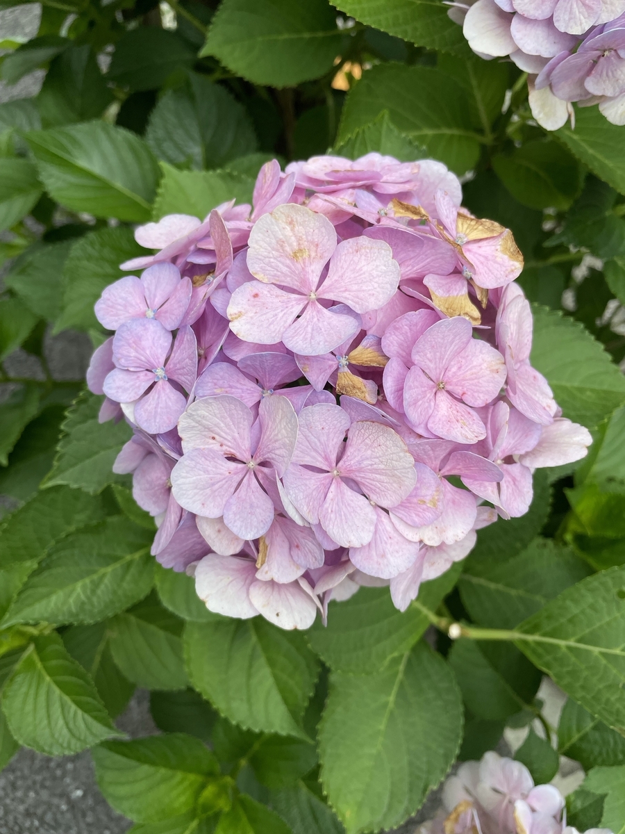 薄いピンクの色褪せはじめた紫陽花