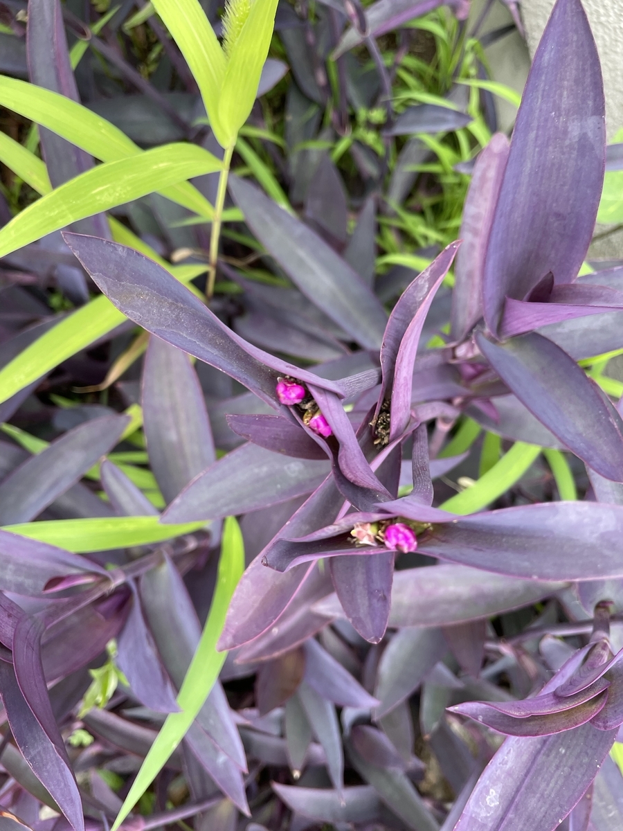 紫色の葉の中に花が咲いている草