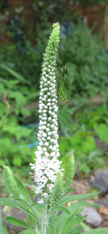 ベロニカ 湖北里山の薔薇から湖南ベランダ園芸のバラへ ベロニカ 湖北里山の薔薇から湖南ベランダ園芸のバラへ
