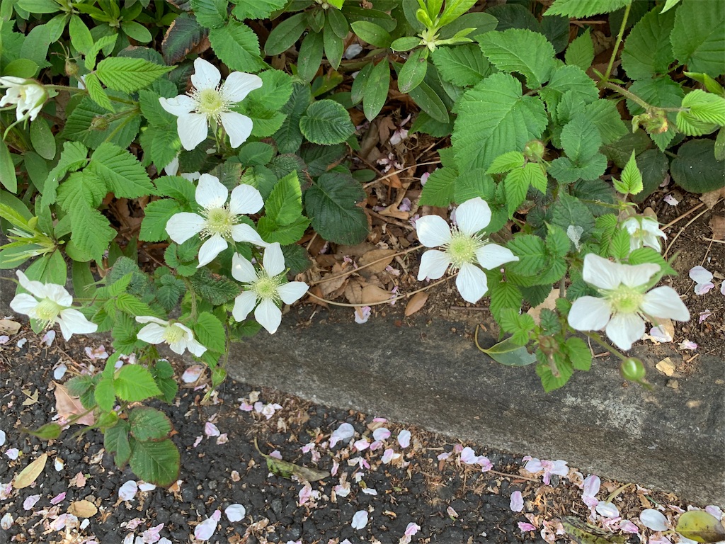 f:id:roseadagio:20190407164947j:image f:id:roseadagio:20190407164947j:image