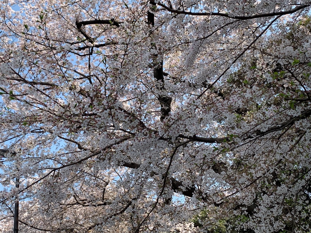 f:id:roseadagio:20190407165003j:image f:id:roseadagio:20190407165003j:image