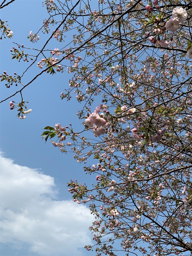f:id:roseadagio:20190407170015j:image f:id:roseadagio:20190407170015j:image