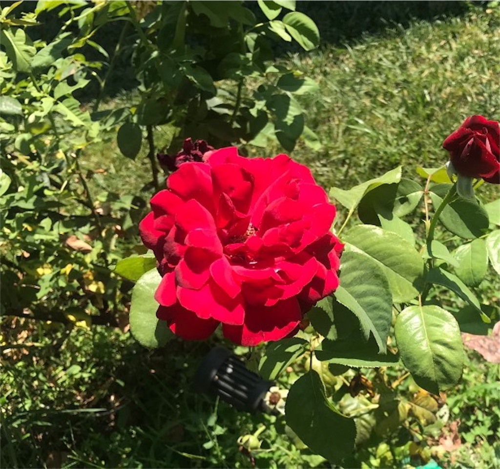 f:id:roseadagio:20190910180904j:image