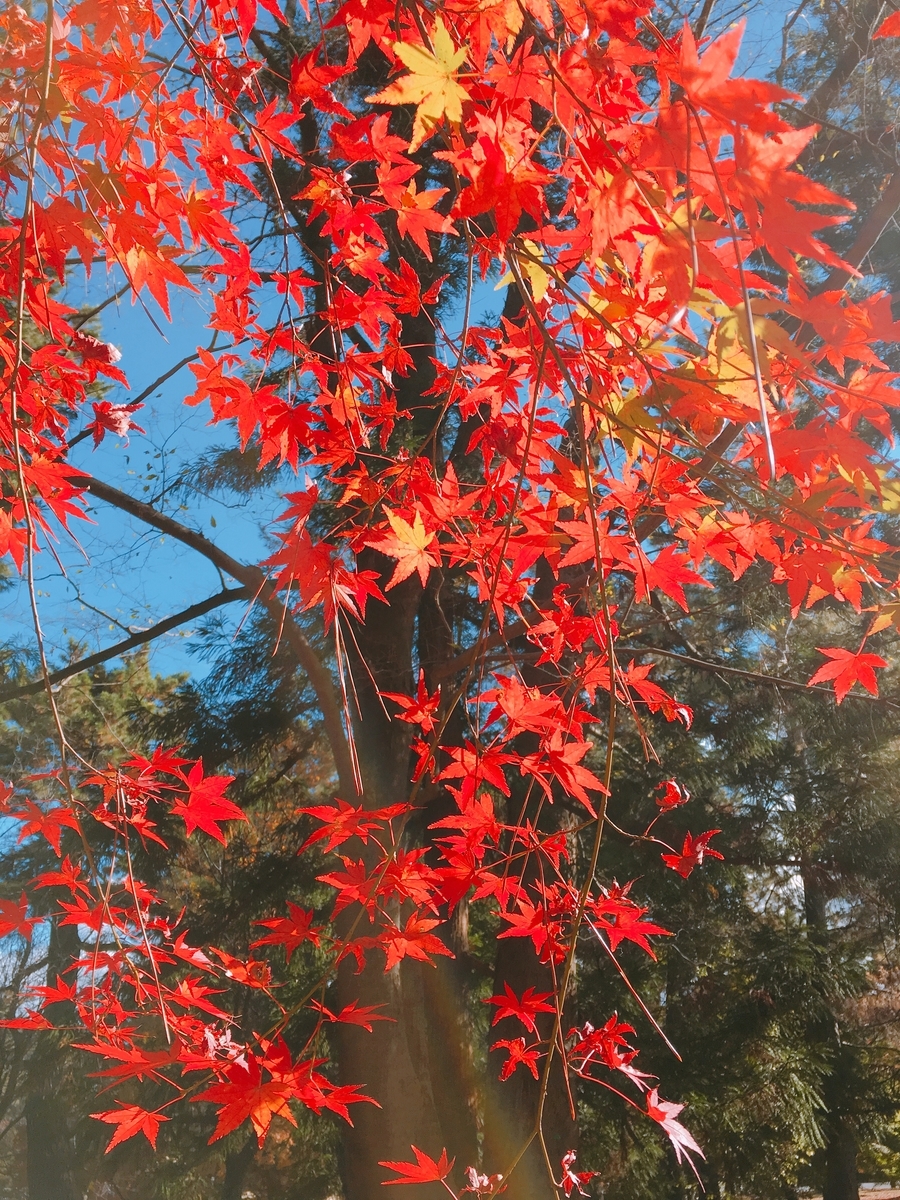 f:id:rosecosmos:20201123155742j:plain