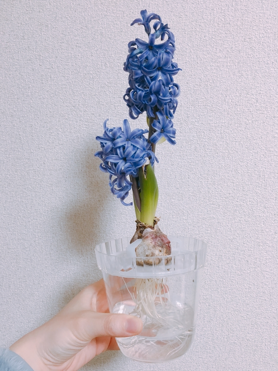 f:id:rosecosmos:20210216222835j:plain