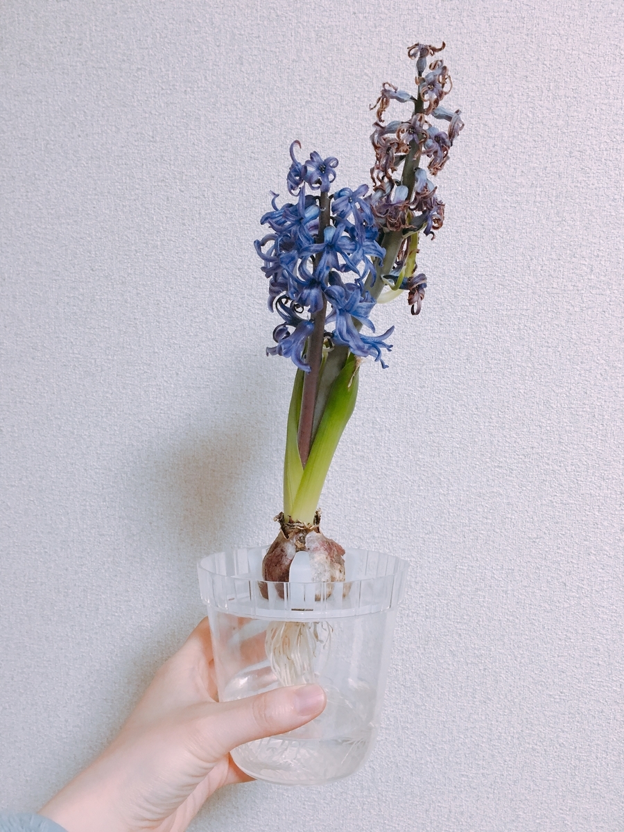 f:id:rosecosmos:20210223234854j:plain