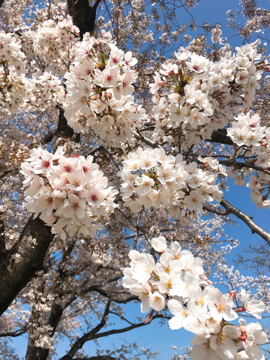 f:id:rosecosmos:20210401110836j:plain