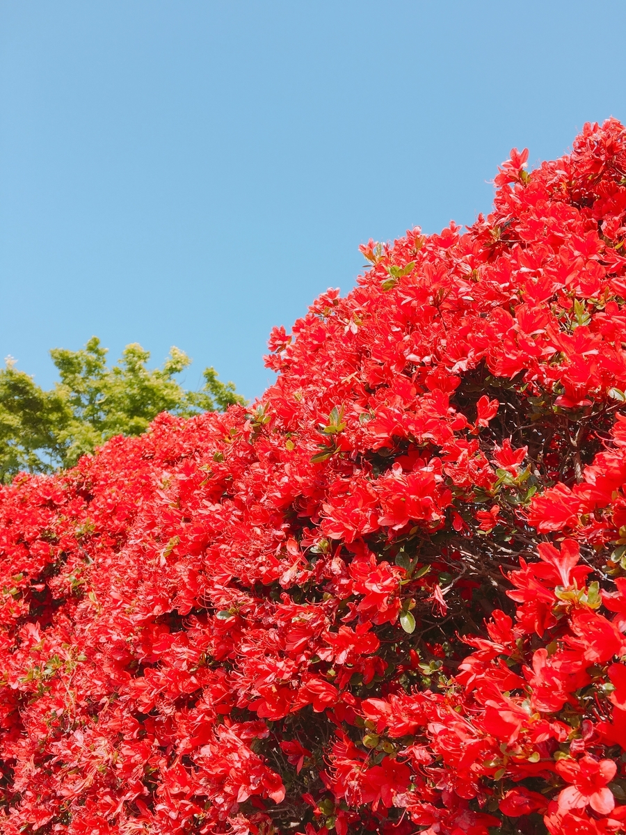 f:id:rosecosmos:20210420132455j:plain