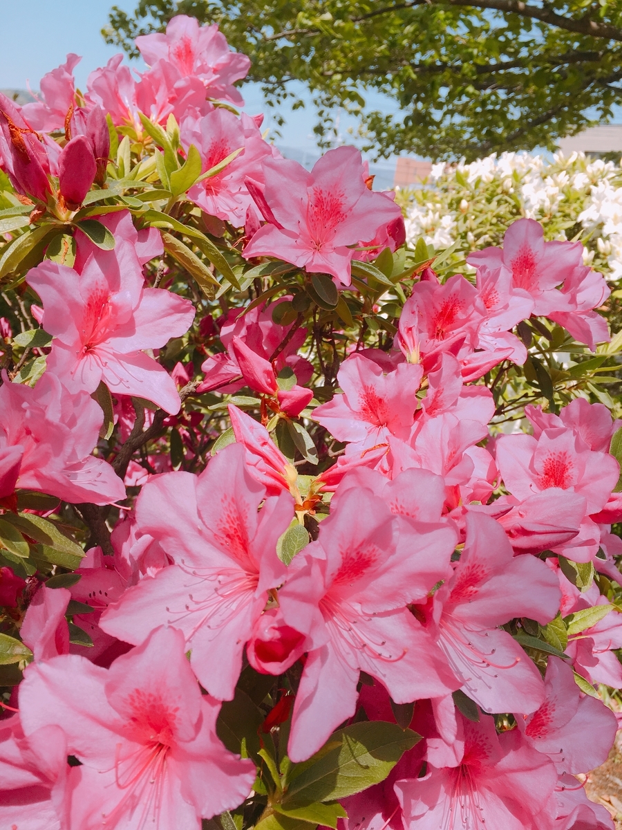 f:id:rosecosmos:20210420132906j:plain