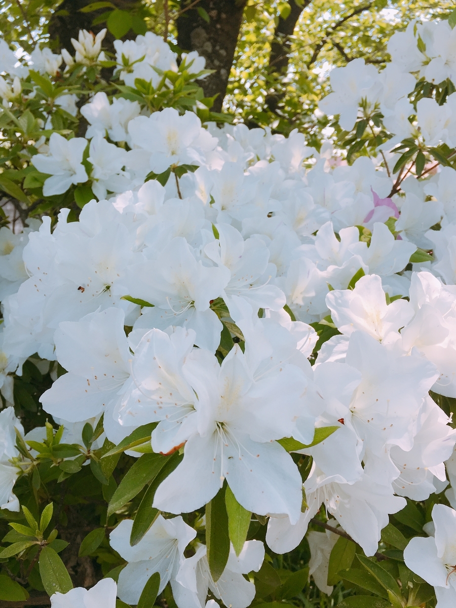 f:id:rosecosmos:20210420132924j:plain