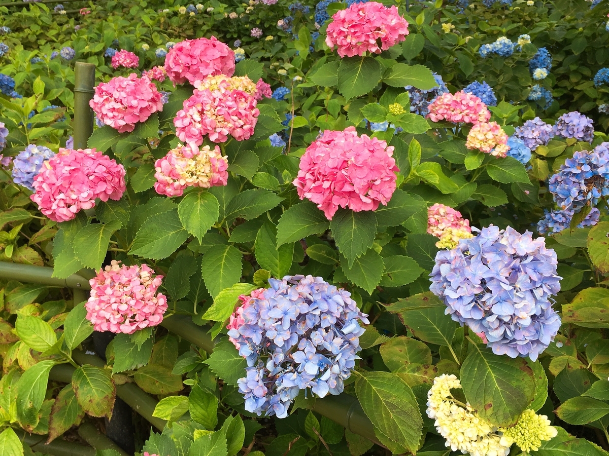 f:id:rosecosmos:20210602214949j:plain