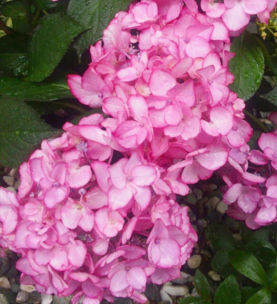 f:id:roseflower:20170531070919j:plain f:id:roseflower:20170531070919j:plain