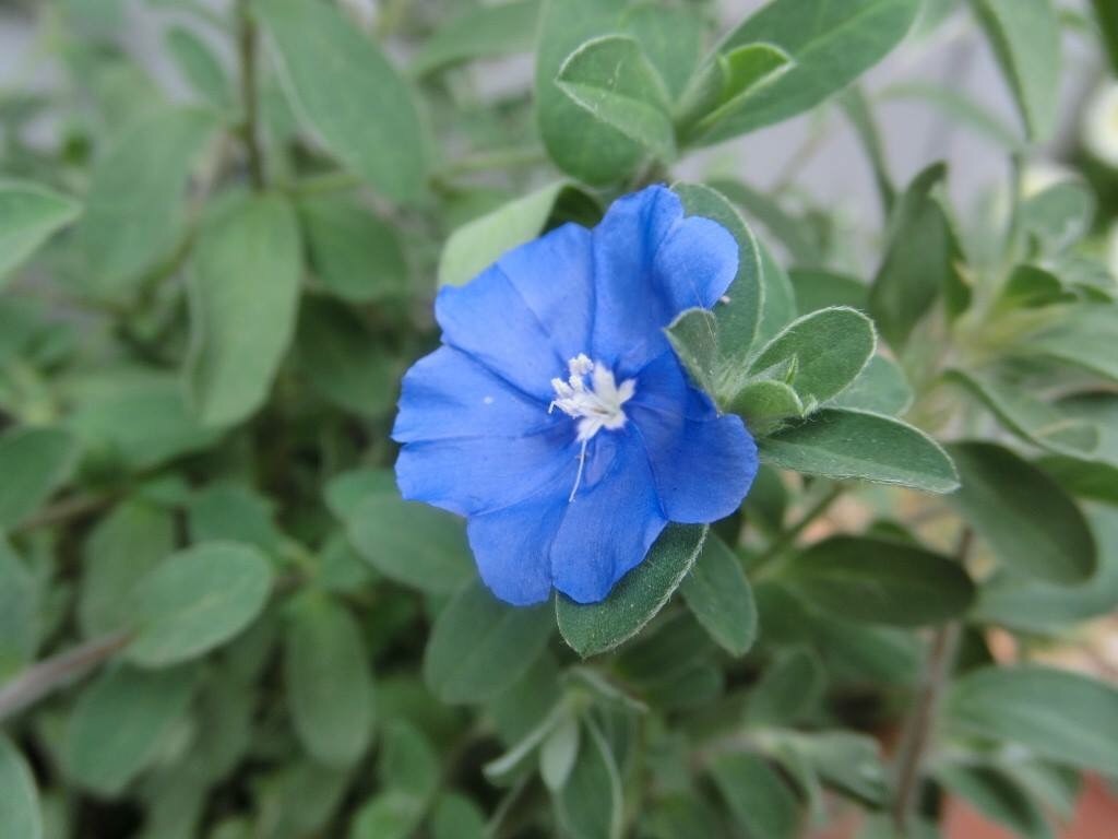f:id:roseflower:20170719231806j:image f:id:roseflower:20170719231806j:image