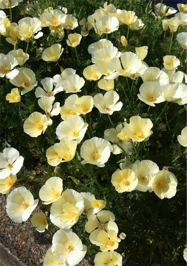 f:id:roseflower:20170722235357j:image f:id:roseflower:20170722235357j:image