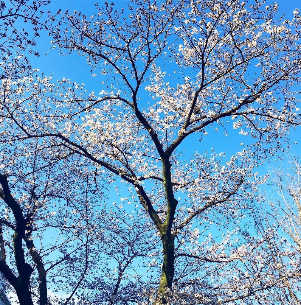 f:id:roseflower:20190326103105j:image f:id:roseflower:20190326103105j:image