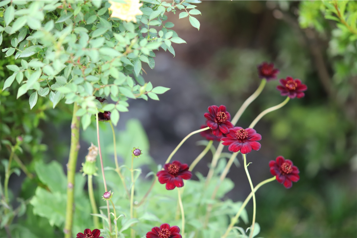 f:id:rosegarden2017:20190928161745j:image