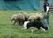 20060514_Kai_sheep