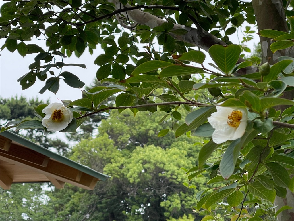 f:id:rosehazuki:20220621122809j:image