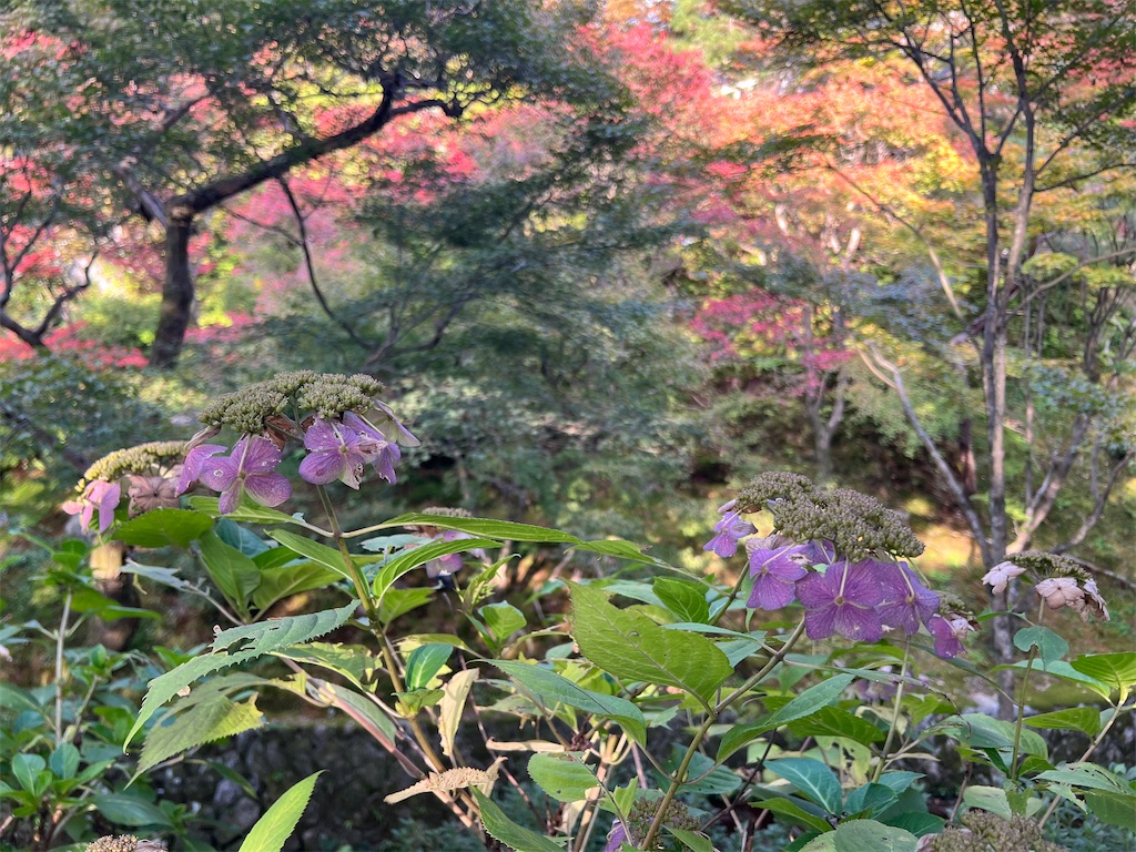 f:id:rosehazuki:20251207220321j:image