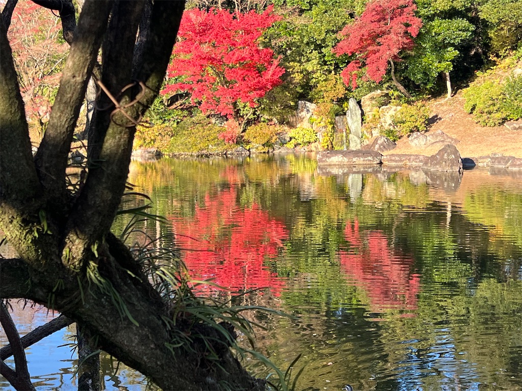 f:id:rosehazuki:20251208231552j:image