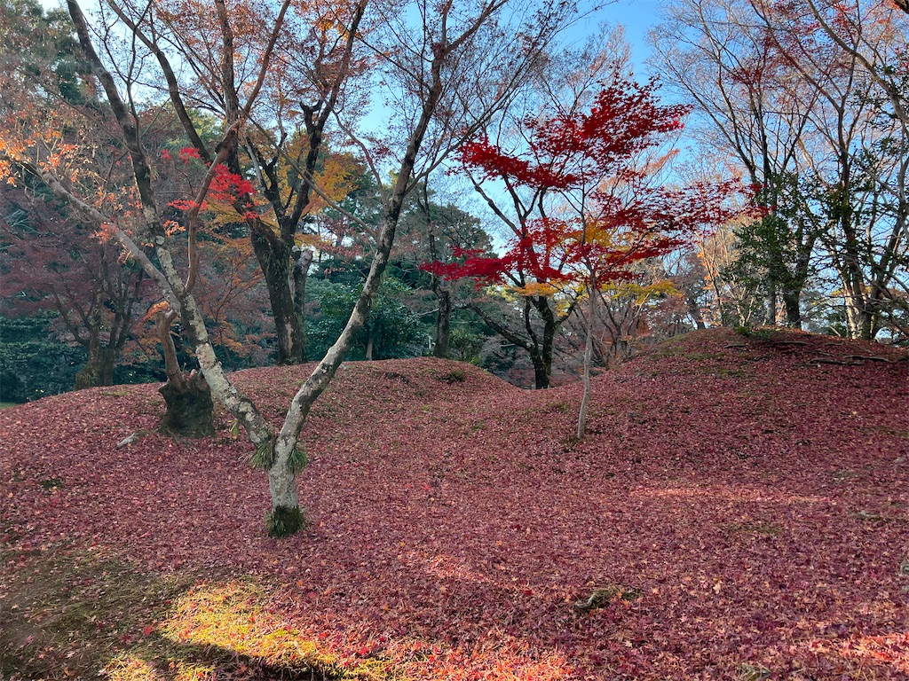 f:id:rosehazuki:20251208231634j:image