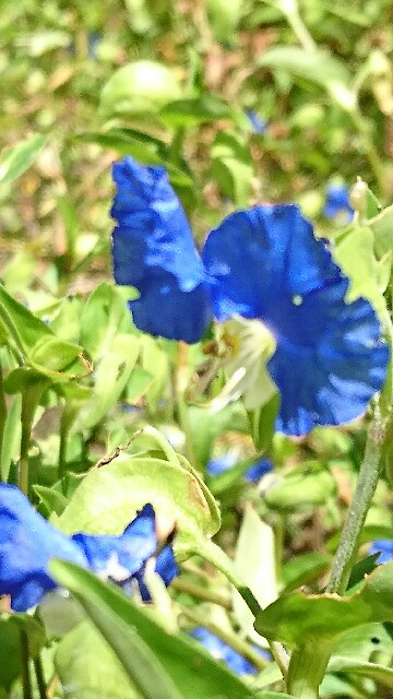 f:id:rosehiro18:20180828164012j:image